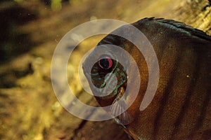 Red turquoise discus fish Symphysodon also called cichlid