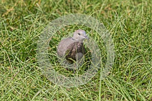 Red Turtle Dove Streptopelia tranquebarica search food