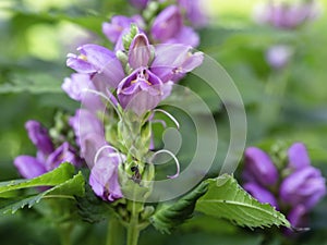 Red turtlehead blooming in a garden