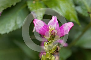 Red turtlehead Chelone obliqua