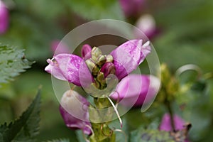 Red turtlehead Chelone obliqua