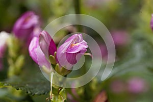 Red turtlehead Chelone obliqua