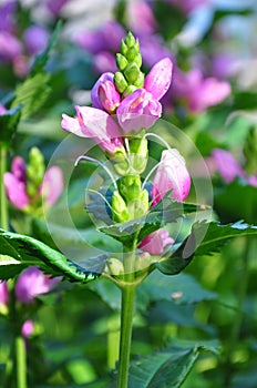 Red turtlehead (Chelone obliqua)