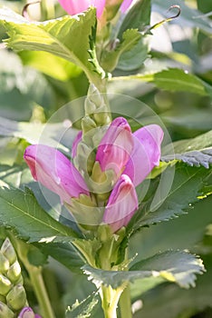 Red turtlehead, Chelone obliqua, pink budding flowers