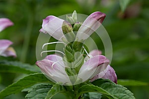 Red Turtlehead Chelone obliqua Pink Sensation, pink flowers photo