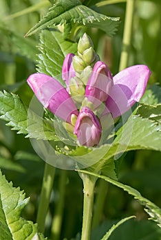 Red turtlehead, Chelone obliqua, violet budding flowers