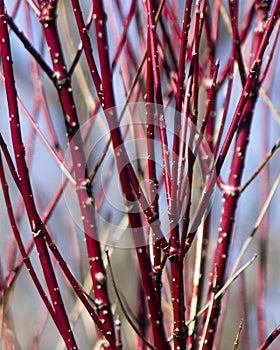 Red-twig Dogwood branches photo