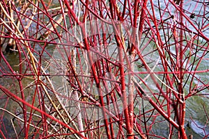 Red Twig Dogwood at Hawthorn Pond in Late November photo