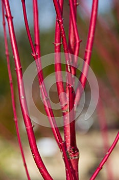 Red twig dogwood in winter photo