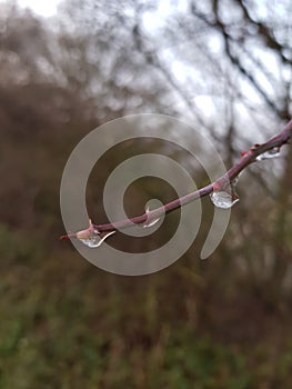A red twig reaches out with drops of water feeling cold