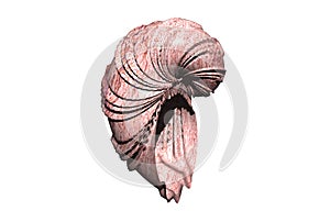 Red twisted sea shell