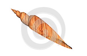 Red twisted sea shell