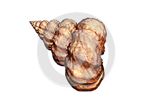 Red twisted sea shell