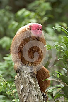 Red Uakari monkey