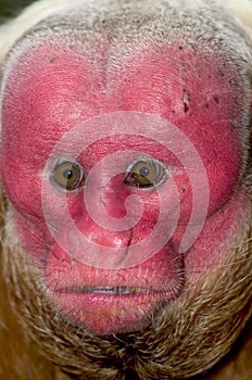 Red Uakari Monkey