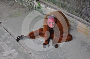 Red uakari monkey in the Amazon rainforest