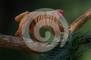 Red Uakari Monkey