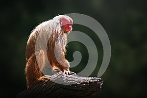 Red Uakari Monkey