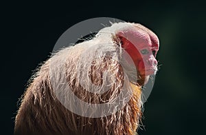 Red Uakari Monkey