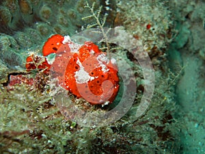 Red ugly frogfish