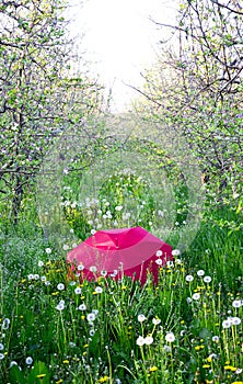 red umbrella on a blossomin apple orchard