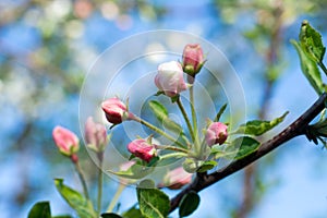 Red unbroken buds of an apple tree against the background of a blossoming tree and blue sky.