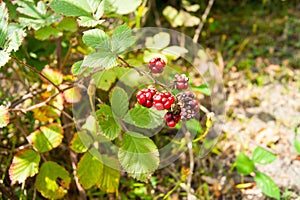 Red underripe blackberries on the bush. The berries are on a branch