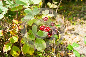 Red underripe blackberries on the bush. The berries are on a branch