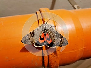 Red Underwing, Catocala nupta, moth, sitting on a large orange plastic tube