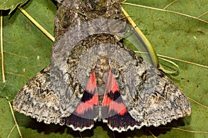 Red underwing moth (Catocala nupta) from above