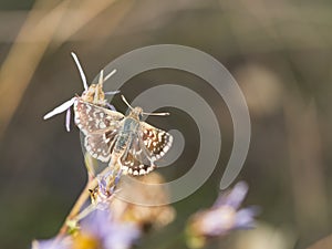 Red-underwing skipper butterfly sitting on a flower