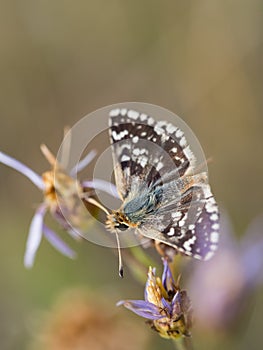 Red-underwing skipper butterfly sitting on a flower