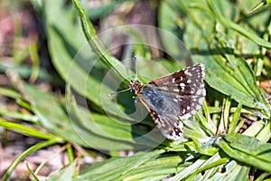 Red Underwing Skipper (spialia sertorius) on the leaves of plantain photo