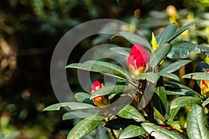 Red unopened rhododendron flower at spring