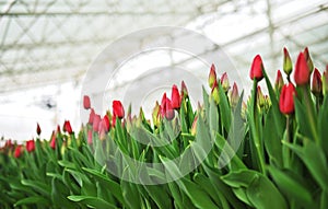 red unopened tulips in a greenhouse against the background of agro-industrial equipment.