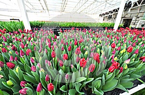 red unopened tulips in a greenhouse against the background of agro-industrial equipment.