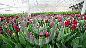 red unopened tulips in a greenhouse against the background of agro-industrial equipment.