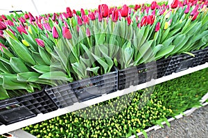 red unopened tulips in a greenhouse against the background of agro-industrial equipment.