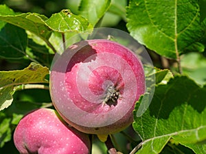 Red unripe apple on the tree