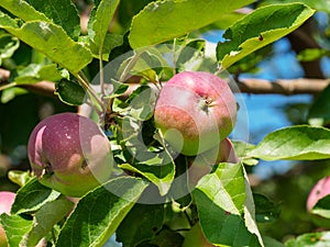 Red unripe apples on the tree