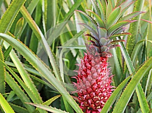 Red unripe pineapple
