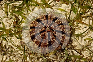 Red urchin as indicator of environment.