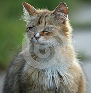 Red, Ñute and homeless cat with the white fluffy chest dicky