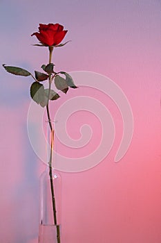 red valentines day rose in vase as background