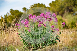 Red valerian blossom