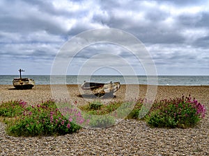 Red Valerian Flower on Shingle Beach, Suffolk