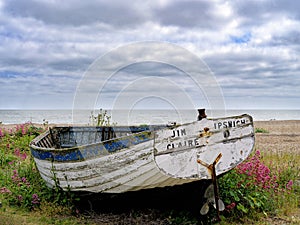 Red Valerian Flower on Shingle Beach, Suffolk