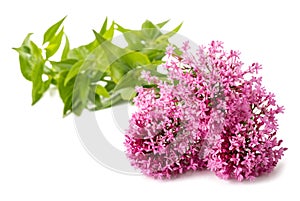 Red valerian flowers