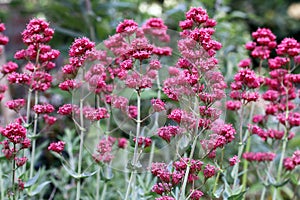 Red Valerian flowers- Centranthus ruber Coccineus