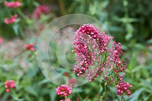 Red Valerian flowers or Spur Valerian